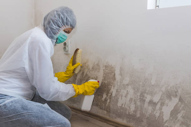 Best Attic Mold Removal  in Chino Valley, AZ