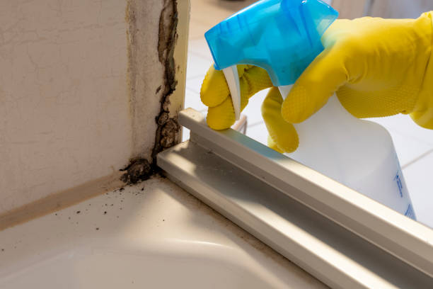 Best Toxic Mold Removal  in Chino Valley, AZ