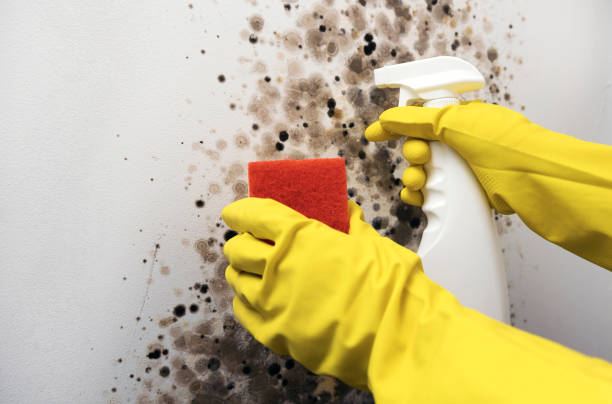 Best Residential Mold Removal  in Chino Valley, AZ