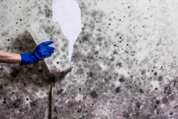 Office Mold Removal Services in Chino Valley, AZ